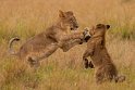 043 Masai Mara
